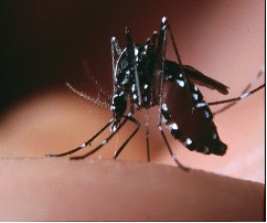 Aedes albopictus