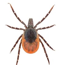 Ixodes ricinus